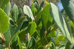 Arbutus unedo_Andres Tello