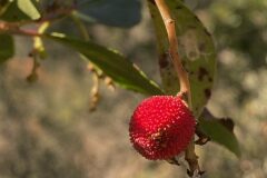 Arbutus unedo_Anna Tello