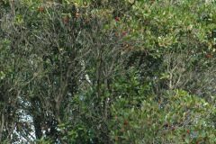 Arbutus unedo_Gabriel Huguet