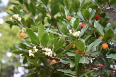 Arbutus unedo_Gabriel Huguet
