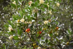 Arbutus unedo_Gabriel Huguet