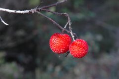 Arbutus unedo_Gabriel Huguet