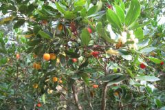 Arbutus unedo_Jordi Puyuelo