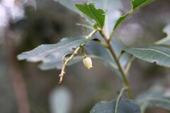 Arbutus unedo_Jordi Rovira