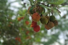 Arbutus unedo_Katarzyna Zarnowiec CC BY-SA