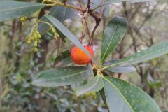 Arbutus unedo_Merce Vallicrosa CC BY-NC