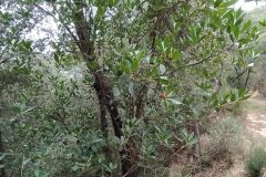 Arbutus unedo_Merce Vallicrosa CC BY-NC