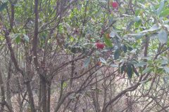 Arbutus unedo_Merce Vallicrosa CC BY-NC