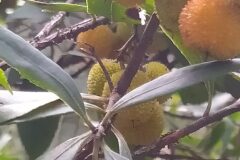 Arbutus unedo_Merce Vallicrosa CC BY-NC