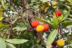 Arbutus unedo_Neus Julia CC BY-SA