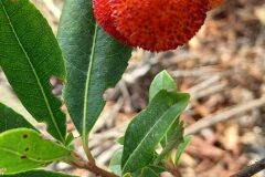 Arbutus unedo_Neus Julia CC BY-SA