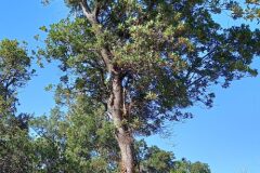 Arbutus unedo_Neus Julia CC BY-SA