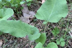 Arctium minus_Begona Travy CC BY-NC