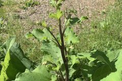 Arctium minus_Begona Travy CC BY-NC