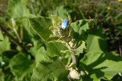 Arctium minus_Jaume Marti CC BY-NC