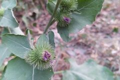 Arctium minus_Merce Vallicrosa CC BY-NC