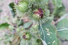 Arctium minus_Merce Vallicrosa CC BY-NC