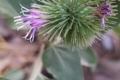 Arctium minus_Merce Vallicrosa CC BY-NC