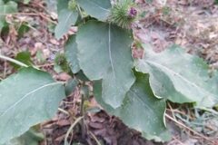 Arctium minus_Merce Vallicrosa CC BY-NC
