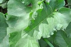 Arctium minus_Montserrat Garcia