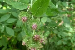 Arctium minus_Neus Julia CC BY-SA