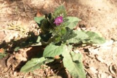 Arctium minus_Pep Alboquers CC BY-NC