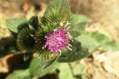 Arctium minus_Pep Alboquers CC BY-NC