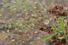 Arenaria leptoclados_Josep Lluis Berdonces CC BY-NC
