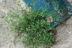 Arenaria serpyllifolia_Joaquim Reberte