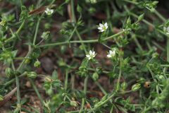 Arenaria serpyllifolia_Joaquim Reberte