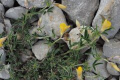 Argyrolobium zanonii zanonii_Jordi Puyelo