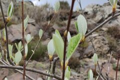 Aria edulis_Isabel Gallen CC BY-NC