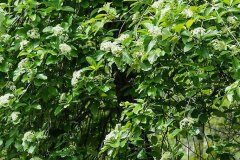 Aria edulis_Joaquim Reberte 