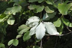 Aria edulis_Joaquim Reberte