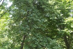 Aria edulis_Joaquim Reberte