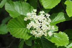 Aria edulis_Joaquim Reberte