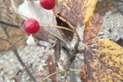 Aria edulis_Merce Vallicrosa CC BY-NC