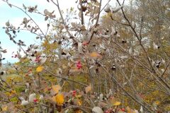 Aria edulis_Merce Vallicrosa CC BY-NC