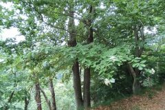 Aria edulis_Merce Vallicrosa CC BY-NC