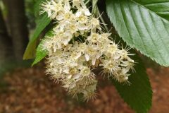 Aria edulis_Merce Vallicrosa CC BY-NC