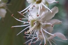 Aria edulis_Merce Vallicrosa CC BY-NC