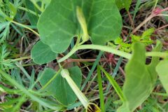 Aristolochia paucinervis_Jordi Bassols CC BY-NC SA