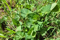 Aristolochia paucinervis_Jordi Bassols CC BY-NC SA