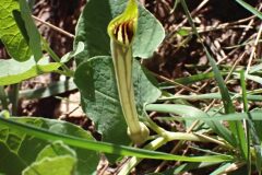 Aristolochia paucinervis_Merce Vallicrosa CC BY-NC