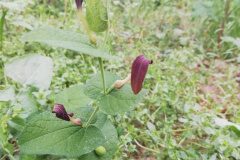 Aristolochia rotunda rotunda_Alexandra Perendones