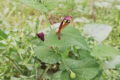 Aristolochia rotunda rotunda_Alexandra Perendones