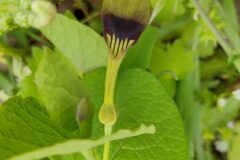 Aristolochia rotunda rotunda_Eden Ramirez