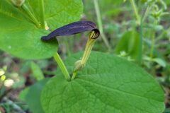 Aristolochia rotunda rotunda_Jordi Bassols CC BY-NC SA