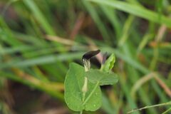Aristolochia rotunda rotunda_Jordi Puyuelo