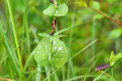 Aristolochia rotunda rotunda_Jordi Puyuelo